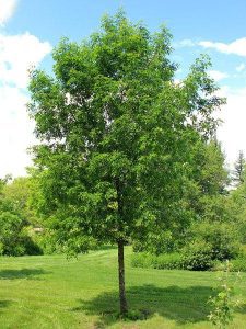Ash Tree