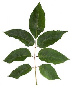 Ash Tree Leaves