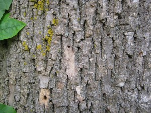 EAB Bark1