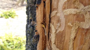 EAB Bark2