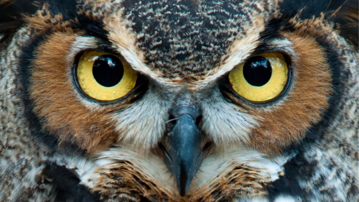 owl
