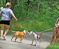 Walking with dogs