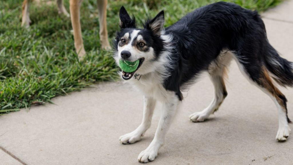 WTDP-DOg-BallSM