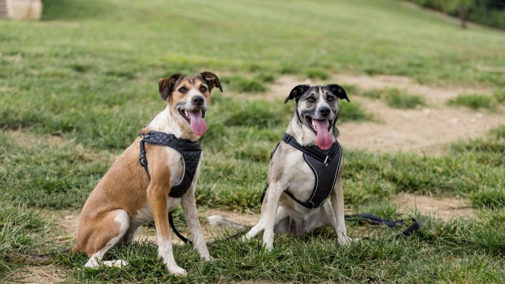 WTDP-two-dogsSM