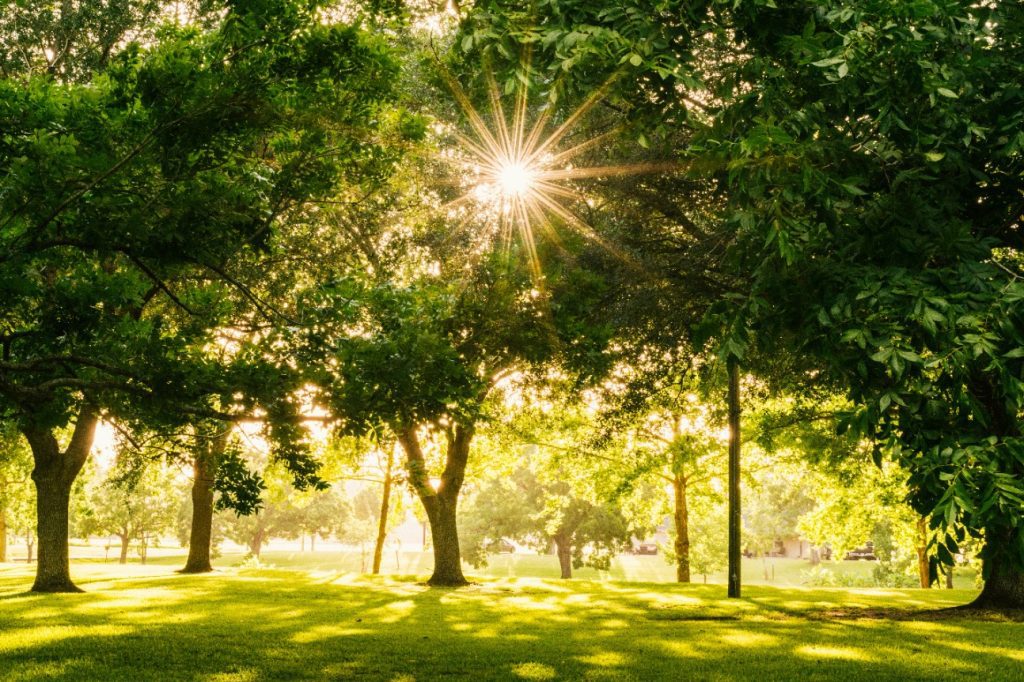 Sunlight filtering through trees in Kansas City Parks & Recreation area, showcasing lush greenery and serene park landscape.