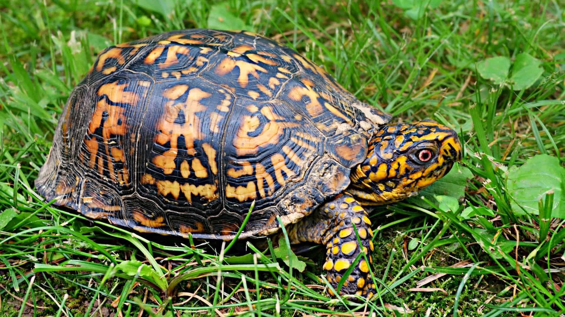 Box Turtle