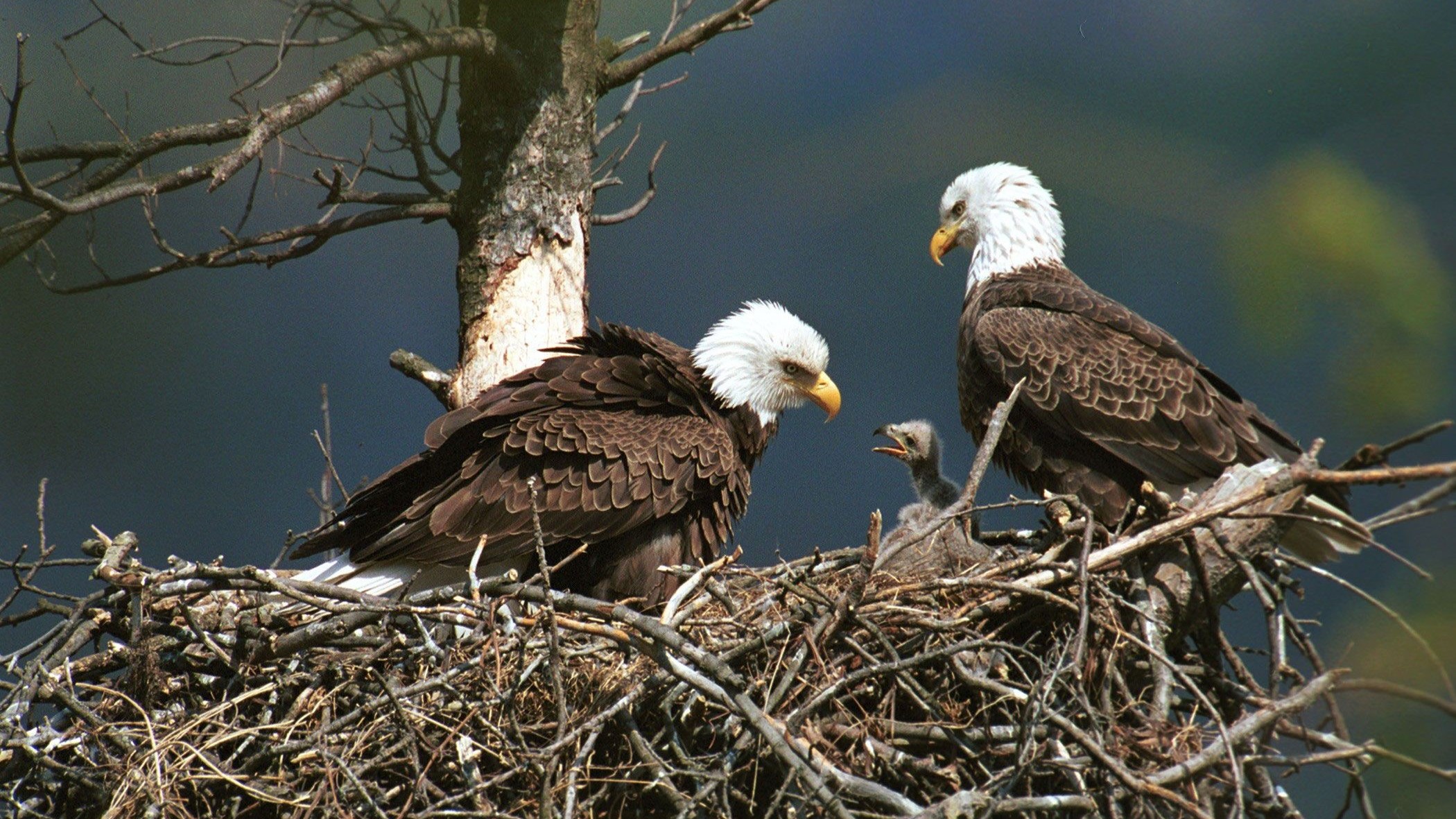 Eagles Nest