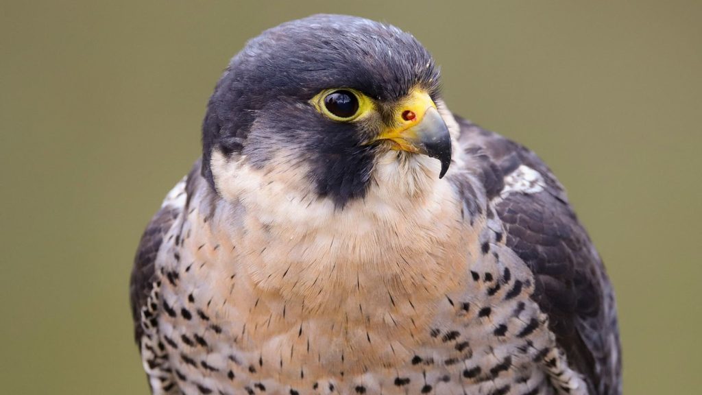Falcon