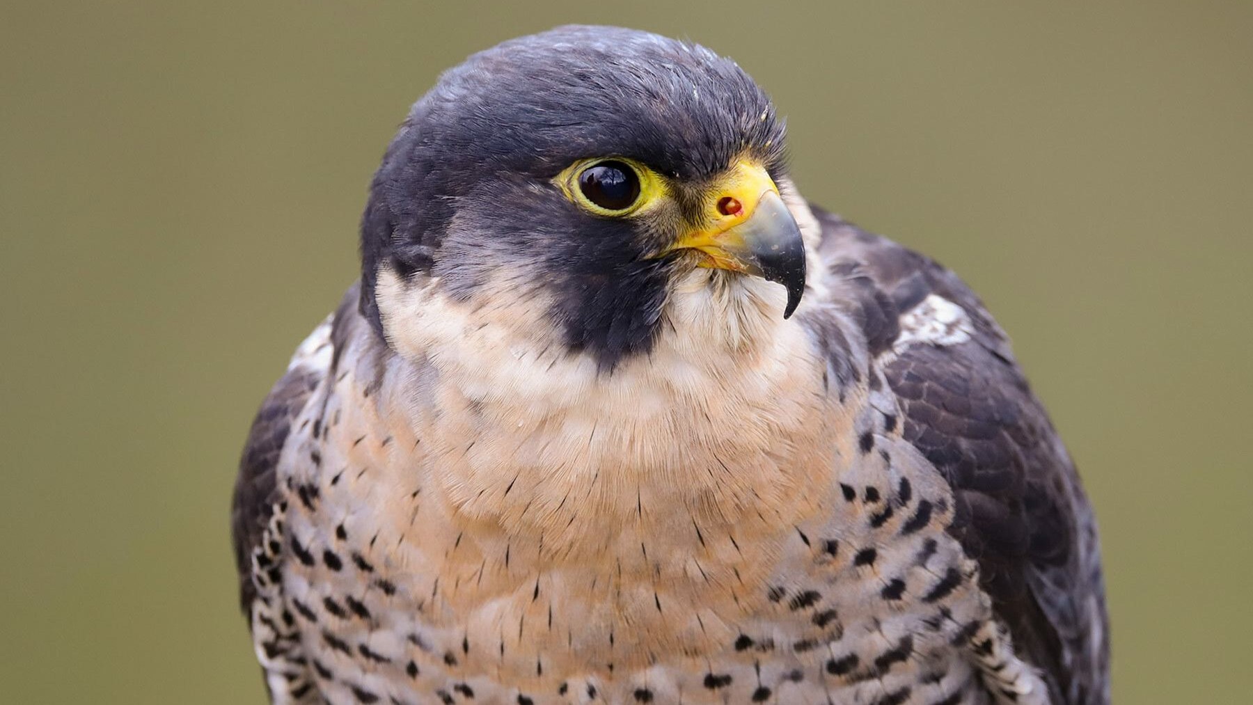 Falcon